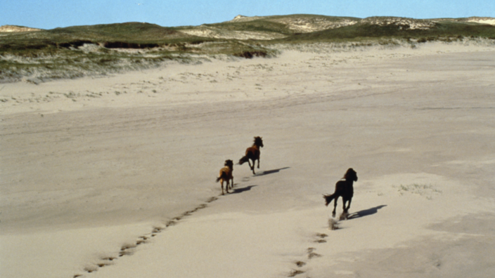Luftaufnahme von einem breiten Sandstrand. Drei Pferde entfernen sich galoppierend, ihre Spuren im Sand bleiben zurück. In der Ferne sieht man das Gras auf den Dünen.