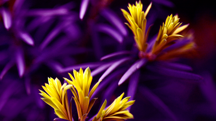 Fünf gelbe Blüten mit länglichen im Kreis gereihten Blütenblättern. Der Hintergrund ist violett.