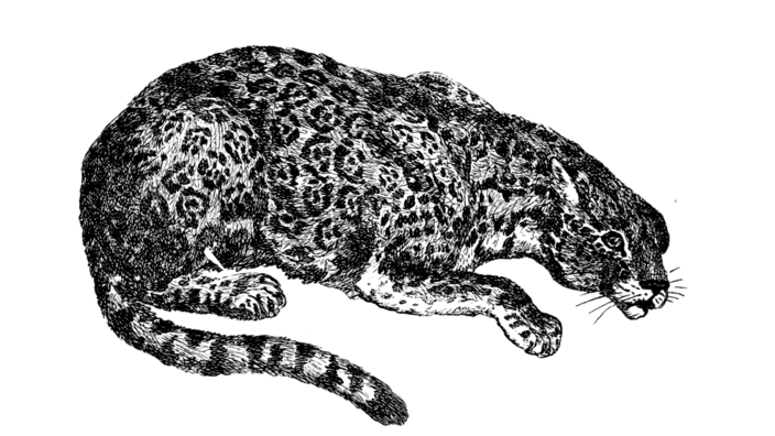 Black and white illustration of a jaguar crouching on the ground.