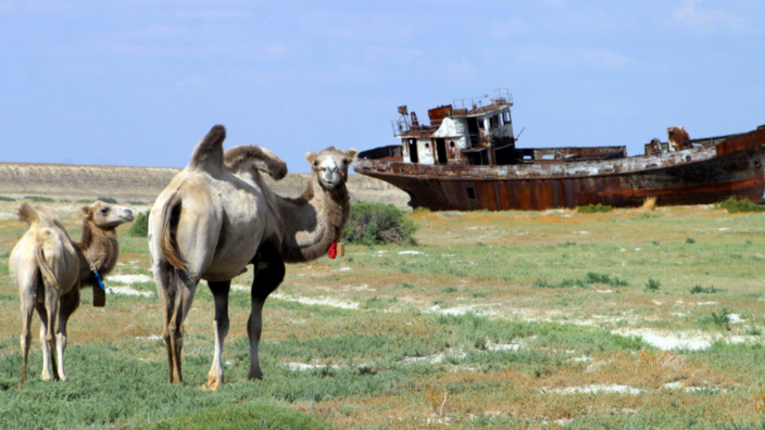 Two camels stand in a steppe landscape and look into the camera. Behind them lies the rusty wreck of a ship on dry land.