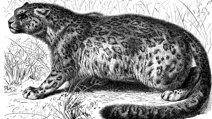 A snow leopard drawn in black and white from the side.