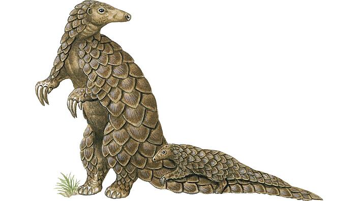 On the tail of the upright standing pangolin a young pangolin is holding on. The body of both animals is covered with scales.