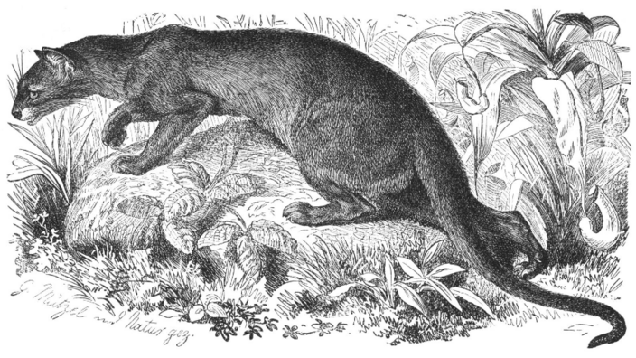 A black and white drawing of a fossa on a stone.