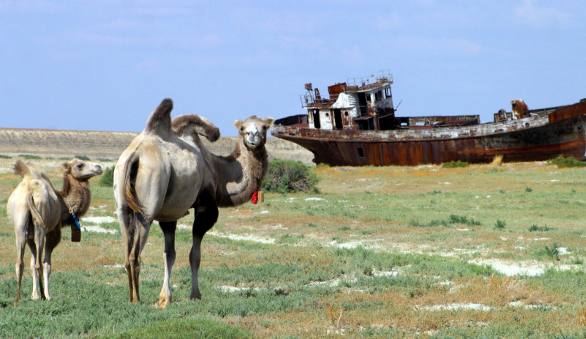 Zwei Kamele stehen in einer Steppenlandschaft und schauen in die Kamera. Dahinter liegt das rostige Wrack eines Schiffes auf dem Trockenen.