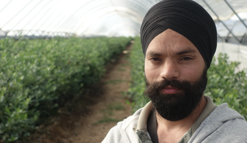 A portrait of an Indian man with a full beard. He wears a black turban. He is standing in front of plants in the greenhouse. 