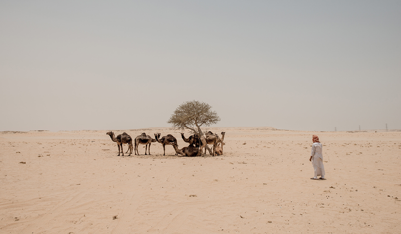 A camel herder tends to his animals near the border with Saudi Arabia