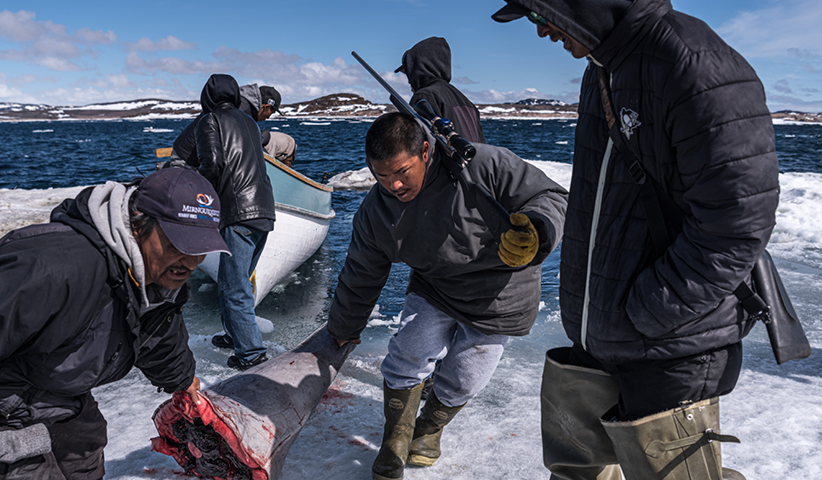 Near the Inuit settlement of Cape Dorset in northeast Canada, men return from whale hunting